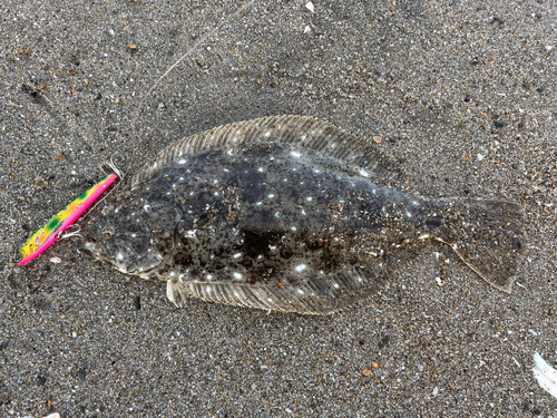 ヒラメの釣果