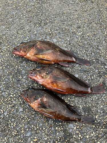 カサゴの釣果