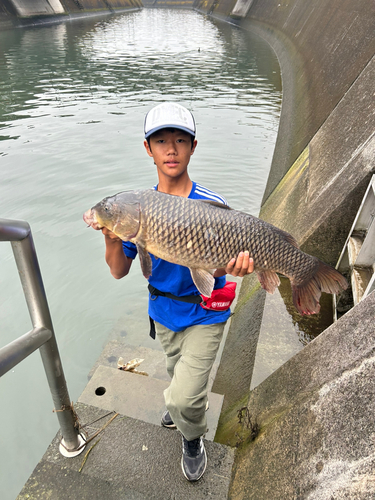 コイの釣果