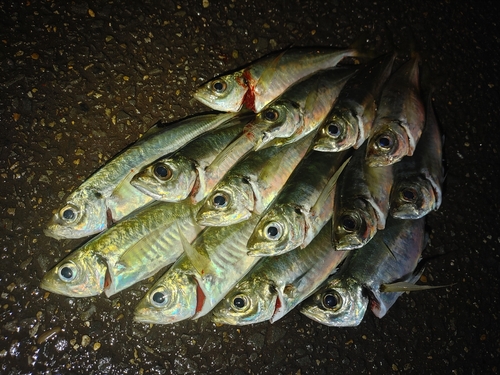 アジの釣果