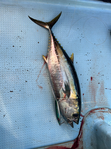 キハダマグロの釣果