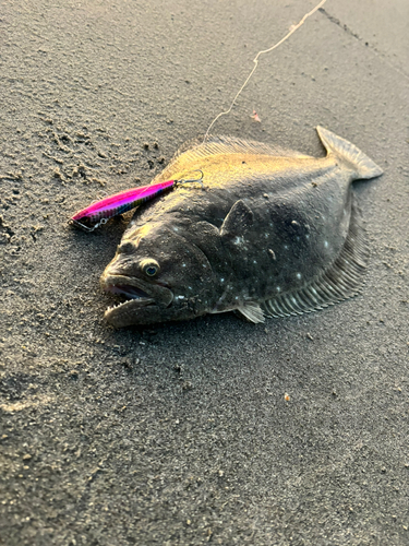 ヒラメの釣果