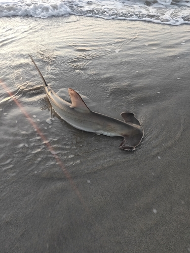 サメの釣果