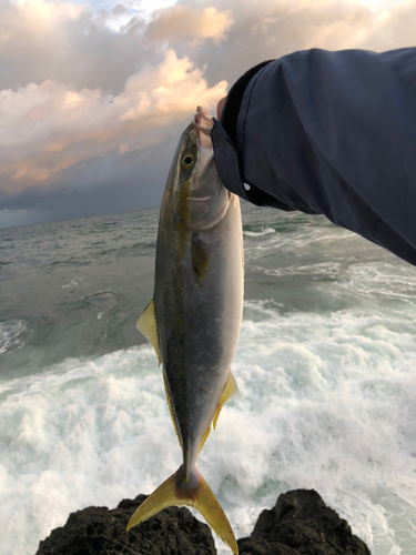 ヤズの釣果