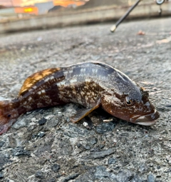 アイナメの釣果