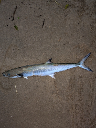 サゴシの釣果