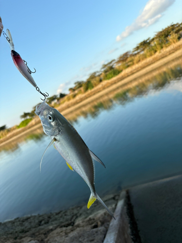 メッキの釣果