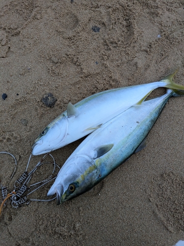 ハマチの釣果