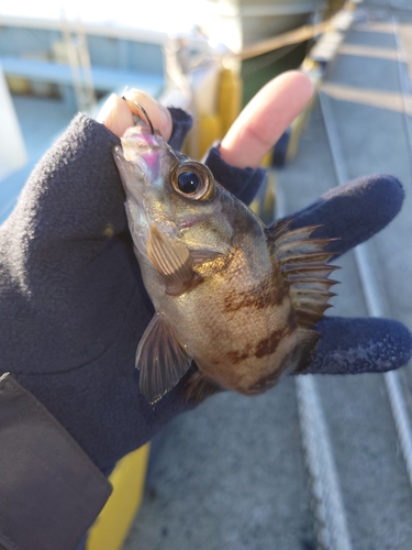 鳥の海