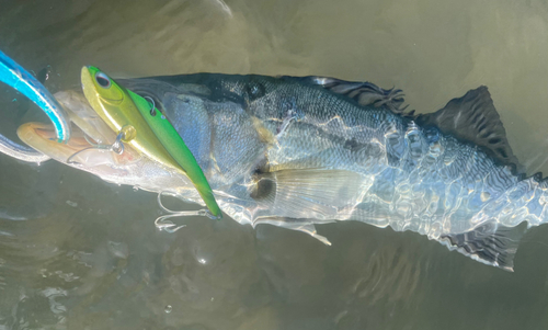 シーバスの釣果