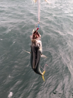 マサバの釣果