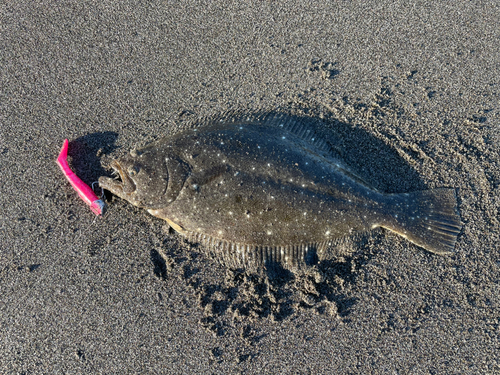 ヒラメの釣果