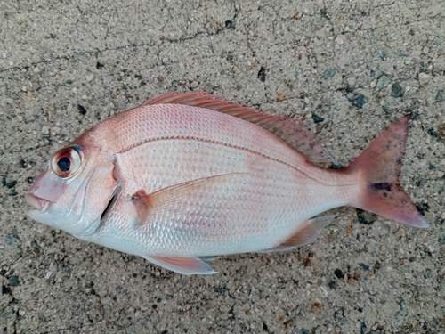 チャリコの釣果