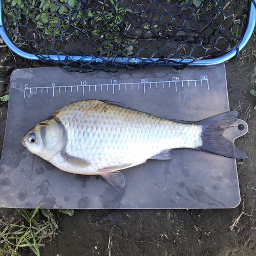 ヘラブナの釣果