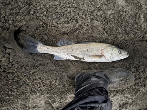 フッコ（ヒラスズキ）の釣果