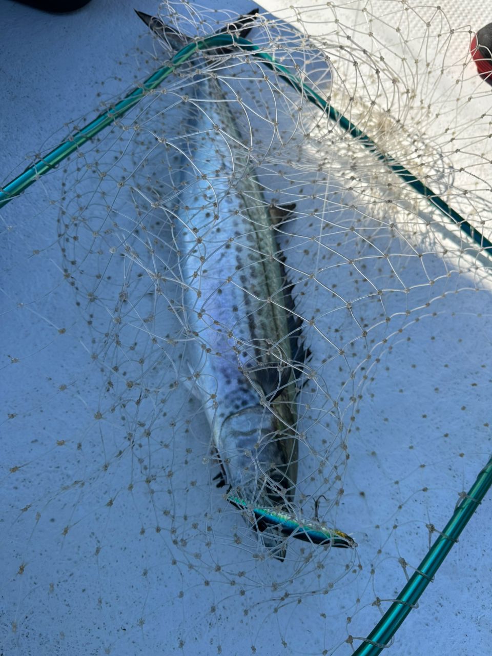 Ryo Kさんの釣果 3枚目の画像