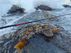 アイナメの釣果