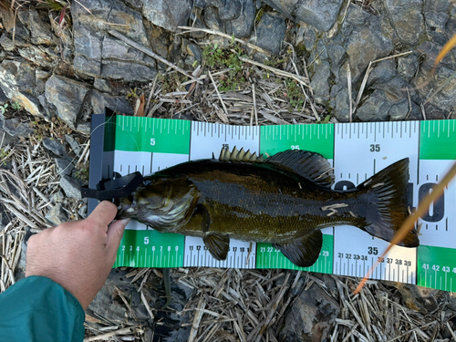 スモールマウスバスの釣果