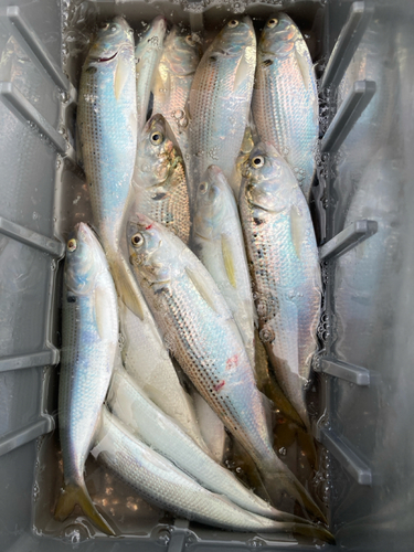 コノシロの釣果