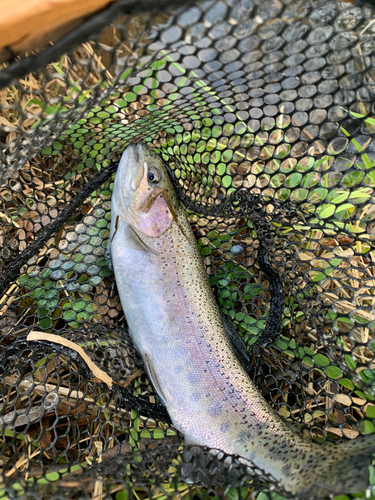 ニジマスの釣果