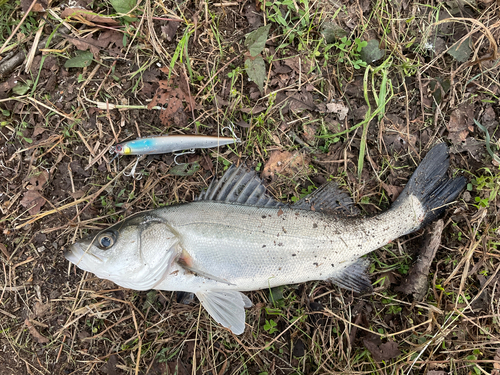 セイゴ（マルスズキ）の釣果