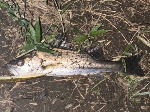 セイゴ（マルスズキ）の釣果