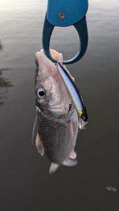 ニゴイの釣果