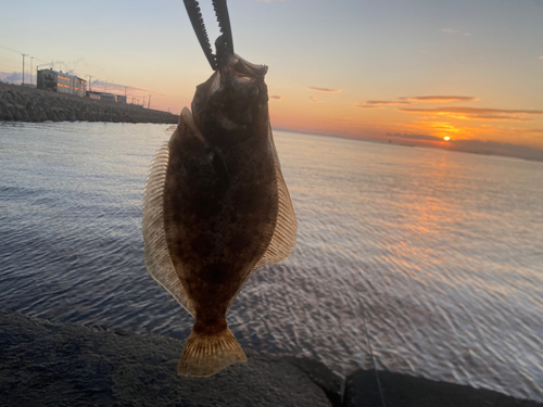 ヒラメの釣果