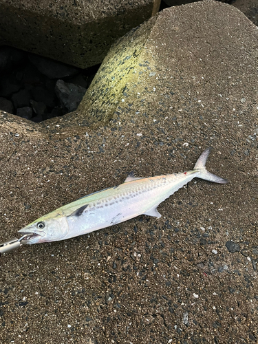 サゴシの釣果