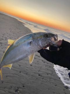 ワカシの釣果