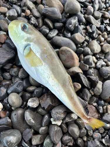 シロサバフグの釣果