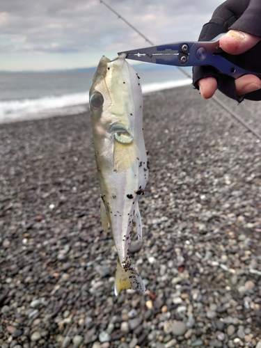 シロサバフグの釣果