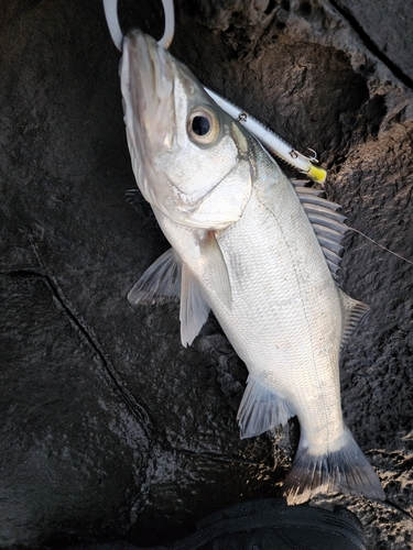 ヒラスズキの釣果