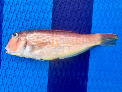 アカアマダイの釣果