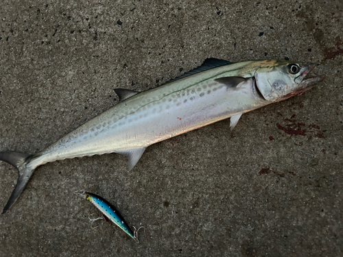 サゴシの釣果