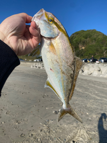 ショゴの釣果