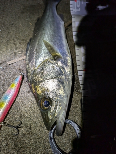 セイゴ（マルスズキ）の釣果