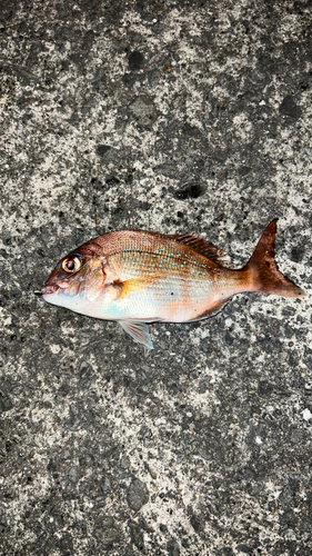 マダイの釣果