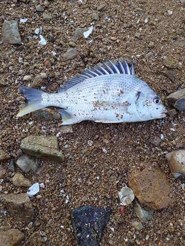 キビレの釣果