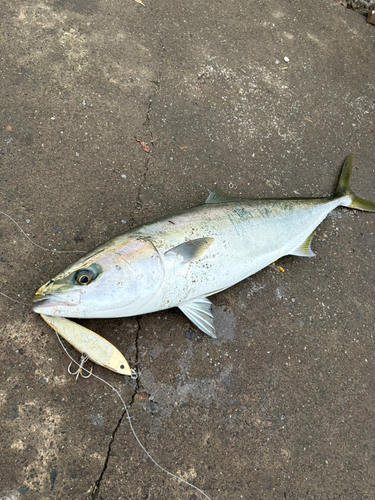 ハマチの釣果