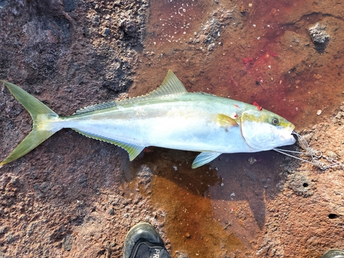 ヒラマサの釣果