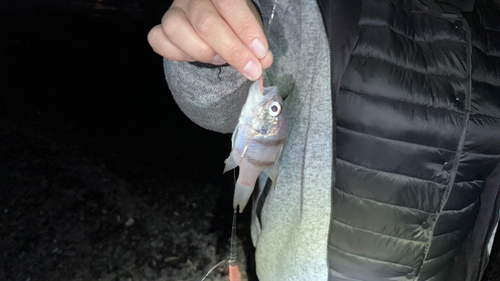 ヨコスジイシモチの釣果