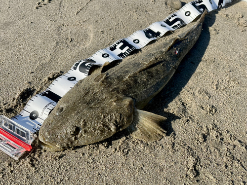 マゴチの釣果