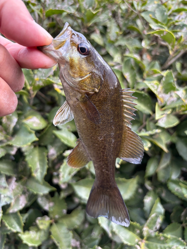 スモールマウスバスの釣果