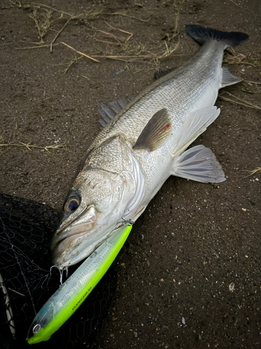 スズキの釣果