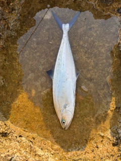 イケカツオの釣果