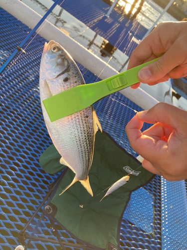 オリジナルメーカー海釣り公園