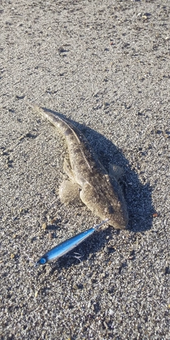 マゴチの釣果