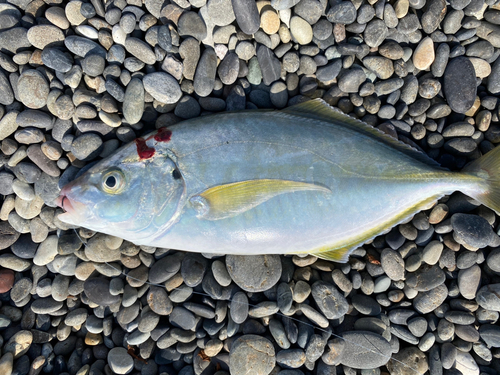 シマアジの釣果