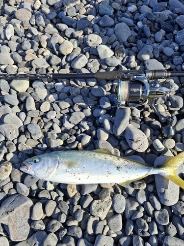 イナダの釣果